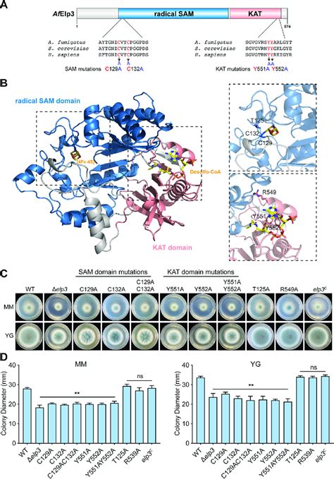 The Conserved Residues In The RSAM And KAT Domains Of Elp3 Are Required