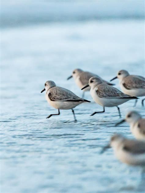 Baby Sandpipers On The Run At Baker Beach Rsanfrancisco