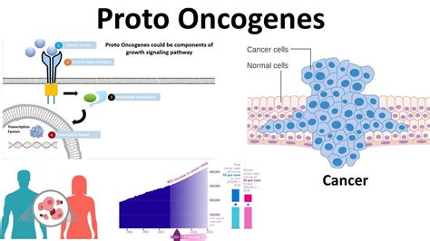 Tumor Suppressor Genes And Proto Oncogenes