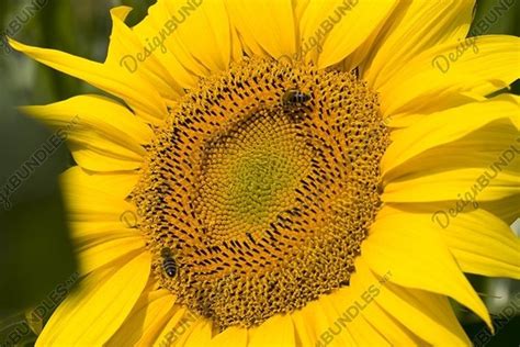 sunflower during pollination (831834)