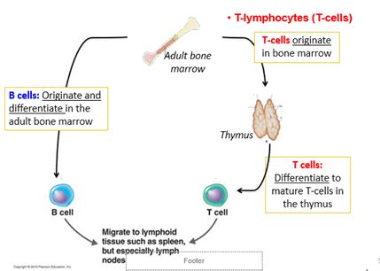 Recognition Of Antigen By B Cells And Antibody Flashcards Quizlet