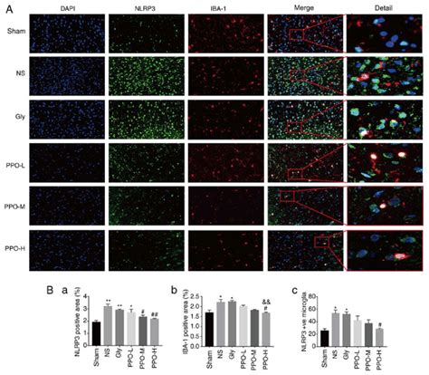 PPO Decreases The Expression Of NLRP3 In The Microglia A