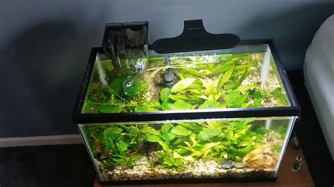 Topless Aquarium Pros And Cons Youtube