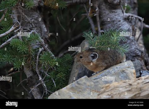 Pika Glacier NP Montana USA Stock Photo - Alamy