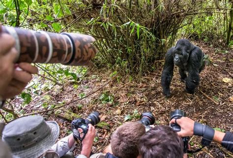 1 Day Gorilla Trekking In Ruhija From Kigali Safari Vacations