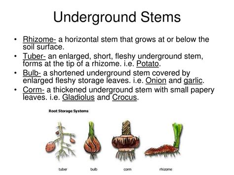 Ppt The Shoot Primary Structure And Development Powerpoint