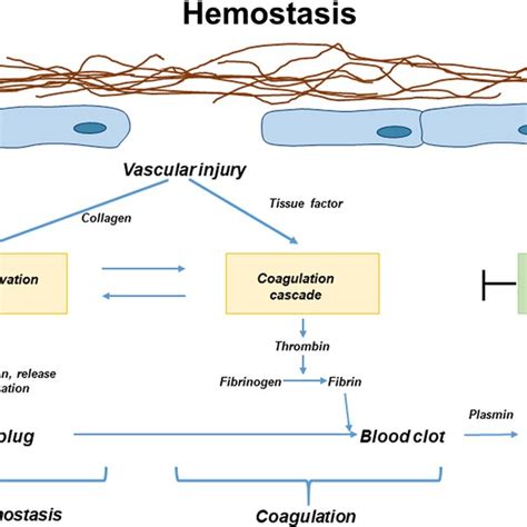 The Coagulation Cascade Of Secondary Hemostasis Both Intrinsic And Download Scientific Diagram