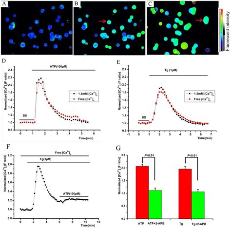 Extracellular Atp Induced A Ca I Transient Elevation In