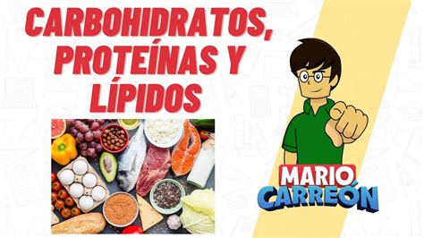 Carbohidratos Proteínas y Lípidos YouTube