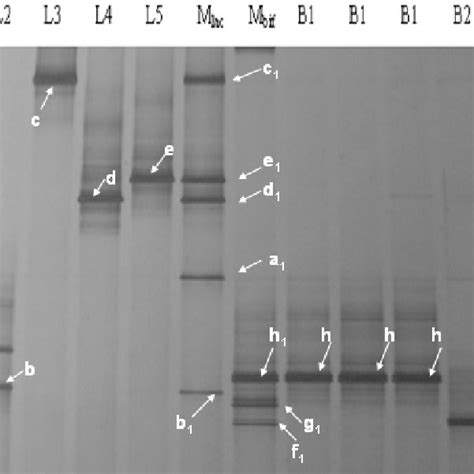 Dgge Profiles Of Bacterial 16s Rdna Gene Fragments Amplified From Viili