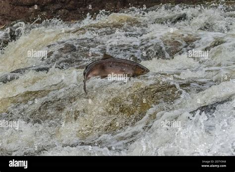 Atlantic Salmon Salmo Salar Migrating Up The River Almond Perth