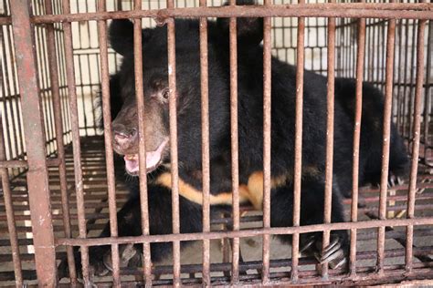 Bears Who Spent 12 Years At Vietnam Bile Farm Just Got Rescued The Dodo