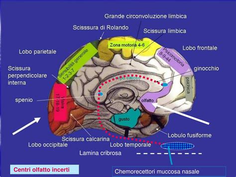 Ppt Naso E Senso Dellolfatto Via Olfattiva Powerpoint Presentation