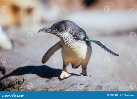 International Antarctic Centre in New Zealand Editorial Image - Image ...