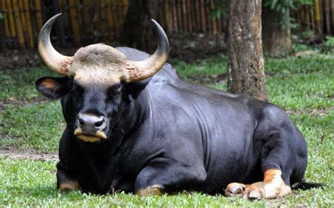 Gaur, Indian bison (Bos gaurus) | DinoAnimals.com