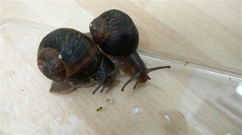 zoology - Snail species identification from the United Kingdom