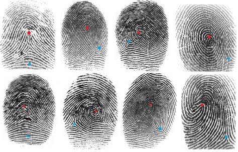 Gender Classification From Fingerprint Ridge Count And Fingertip Size Using Optimal Score