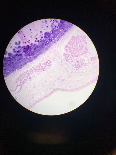 Practical Histology Flashcards Quizlet