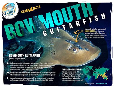 May Elasmobranch Of The Month The Bowmouth Guitarfish