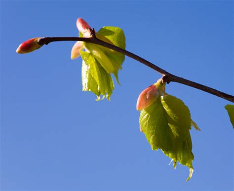KS1 Plants | Deciduous and Evergreen Tree Growth 