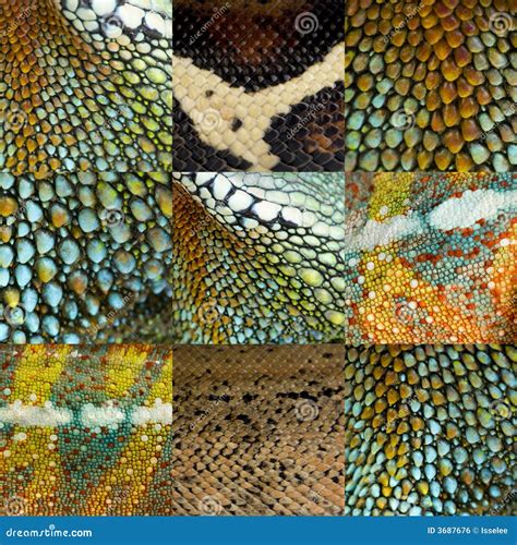 Reptile Skin