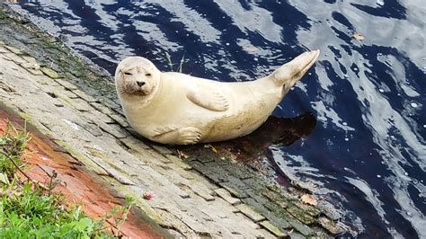 Junger Seehund Im Hafen Von Wilhelmshaven Kein Grund Zur Sorge Ndr