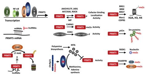 Prmt5 Function And Targeting In Cancer