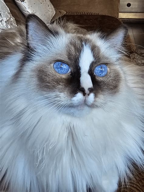 The sky is envious of those blue eyes : r/cats