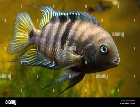 Cichlid Híbrido De Amatitlania Nigrofasciata Y Sajica Fotografía De