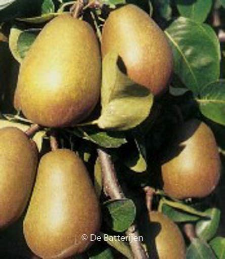 Pyrus Communis Beurre Hardy Gellerts Butterbirne Plantentuin Esveld