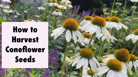 How To Harvest Coneflower Seeds Youtube