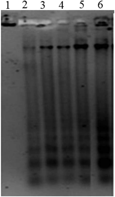 DNA fragmentation assessed using 1% of agarose gel electrophoresis ...