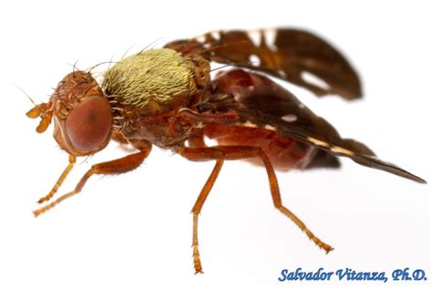 Diptera Tephritidae Aciurina Mexicana Fruit Flies FEMALE F Urban