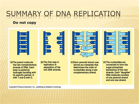 Replication Of Dna Ppt Download