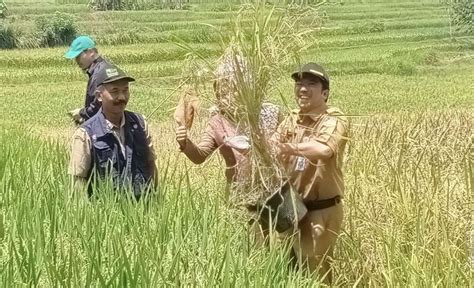 Balitbang Daerah Kabupaten Budidayakan Padi Merah Kepada Para Petani