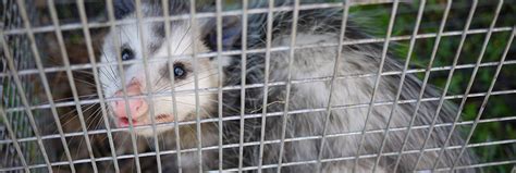 Is Opossum Feces Dangerous To Touch Or Breathe