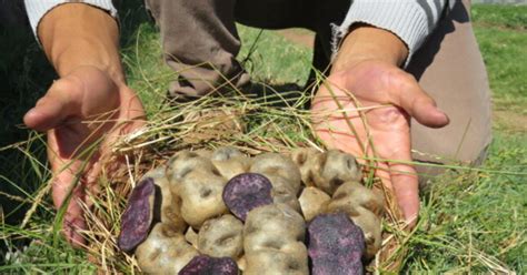 D A Nacional De La Papa Midagri Desarroll M S De Variedades Con