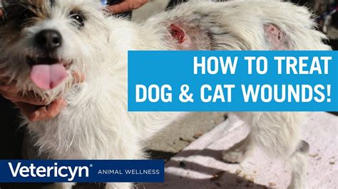 How To Treat An Infected Open Wound On A Cat at Vickie Strickland blog