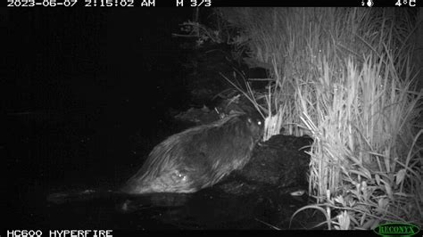 Dr Grace Peng On Twitter RT Ecohydro Gal The Beaver Colony Whose