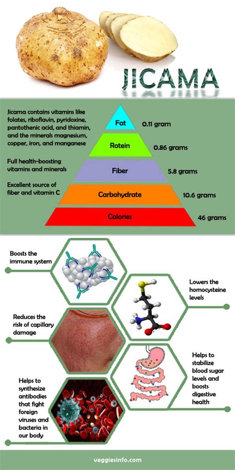 Nutrition Summary Health Properties Jicama Veggies Info