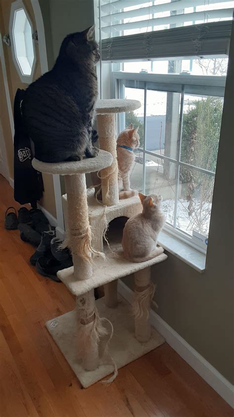 Family (cat) Tree. : r/cats