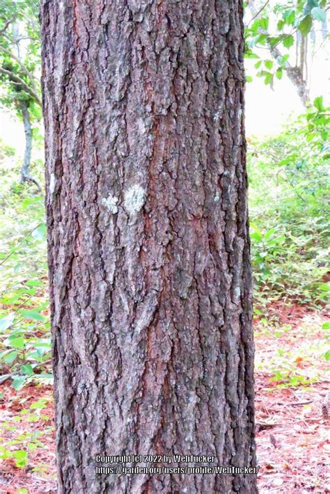 Photo Of The Stem Scape Stalk Or Bark Of American Turkey Oak Quercus