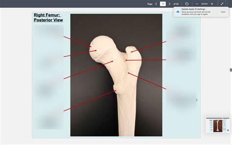 Right Femur Posterior View Diagram Quizlet