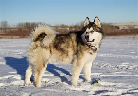 How Long Do Alaskan Malamutes Grow