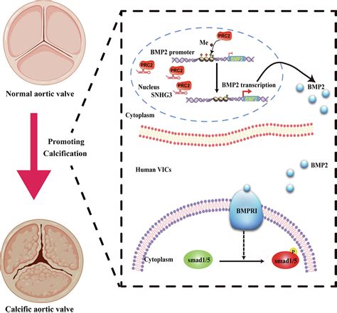 A Novel Lncrna Snhg Promotes Osteoblast Differentiation Through Bmp