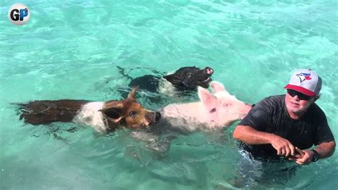 Pig Beach on Bahamas – All About Swimming Pigs - Documentarytube.com