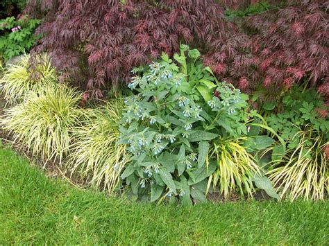 Japanese Maple And Japanese Forest Grass Make A Beautiful Color And Texture Combination To