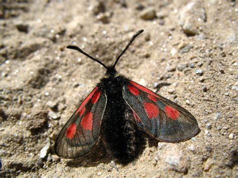 Burnet de montaña Zygaena exulans Picture Insect