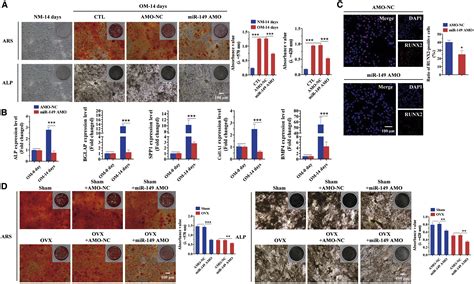 Mir 149 3p Regulates The Switch Between Adipogenic And Osteogenic Differentiation Of Bmscs By