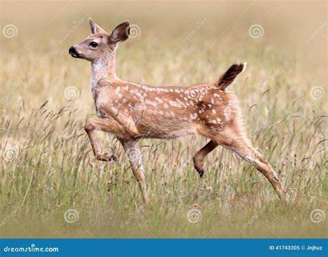 Fawn Running